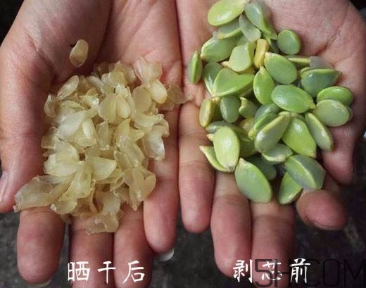 皂角米什么人不能吃？皂角米什么地方產(chǎn)的好？
