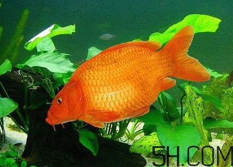 荷包紅鯉魚多少錢一斤？荷包紅鯉魚能吃嗎