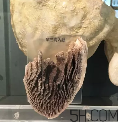 牛百葉和毛肚是一個(gè)東西嗎？牛百葉上面有層黑皮能吃嗎？