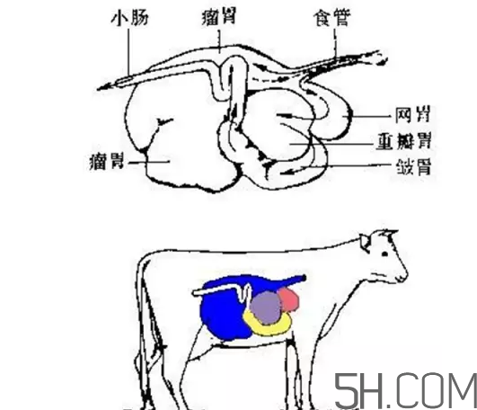 牛百葉和毛肚是一個(gè)東西嗎？牛百葉上面有層黑皮能吃嗎？