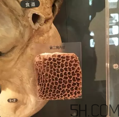 牛百葉和毛肚是一個(gè)東西嗎？牛百葉上面有層黑皮能吃嗎？