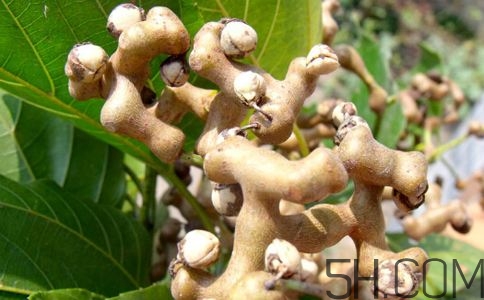 拐棗能夠治療風(fēng)濕嗎？拐棗的藥用價值有哪些？