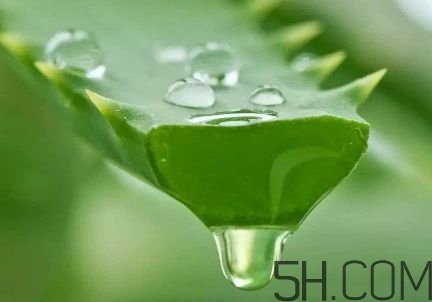 蘆薈泡酒可以喝嗎？蘆薈泡酒治什么病？