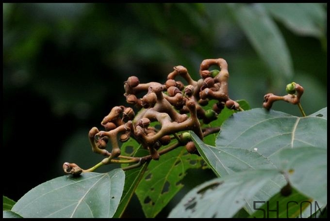拐棗能夠治療風(fēng)濕嗎？拐棗的藥用價值有哪些？