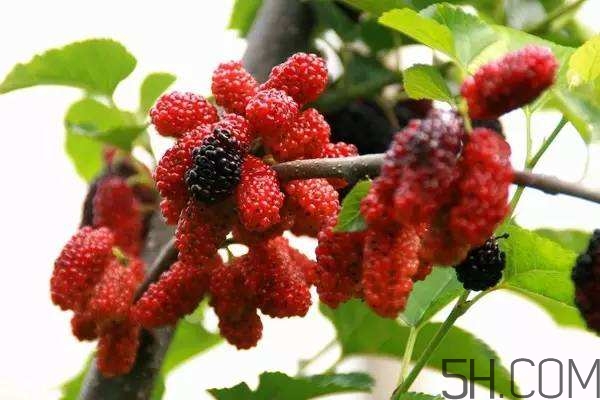 血藤跟拐棗可以一起泡酒嗎？拐棗可以和什么搭配泡酒？