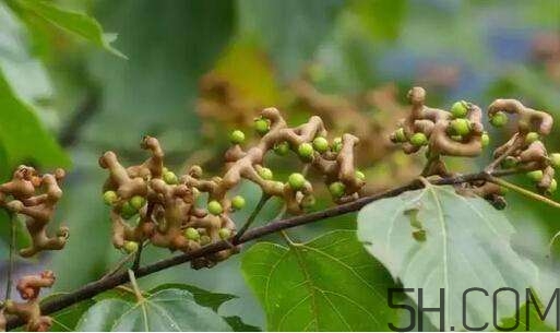 拐棗可以和枸杞一起泡酒嗎？拐棗和枸杞泡酒怎么做？