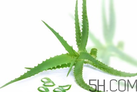 蘆薈泡酒可以喝嗎？蘆薈泡酒治什么??？