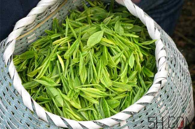 茶葉發(fā)霉是什么樣子？茶葉發(fā)霉怎么鑒別？
