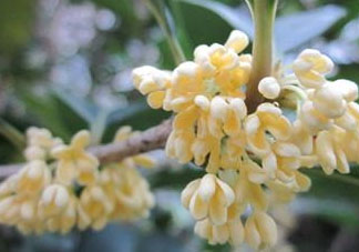 桂花可以放冰箱嗎？新鮮桂花可以放冰箱嗎？