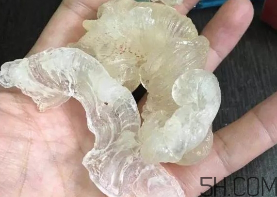 雪燕是燕窩嗎？雪燕是怎么形成的