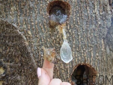 雪燕是什么樹種植的？雪燕是涼性還是熱性