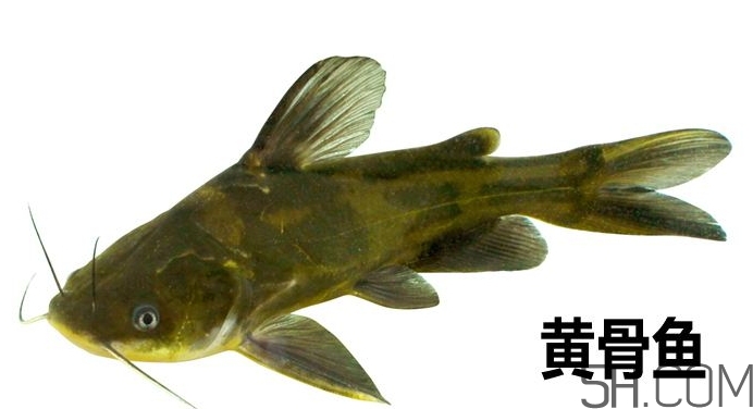 黃骨魚是發(fā)物嗎？黃骨魚是什么魚？