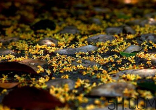 桂花可以放冰箱嗎？新鮮桂花可以放冰箱嗎？
