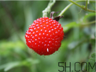 覆盆子的作用有哪些？覆盆子和桑葚哪個(gè)好吃？