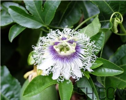什么時(shí)候種植百香果最適宜？百香果軟的好還是硬的好？