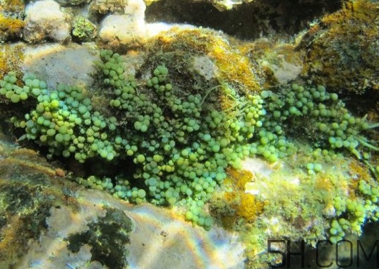 海葡萄多少錢一斤？海葡萄是什么味道