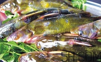 黃骨魚是發(fā)物嗎？黃骨魚是什么魚？