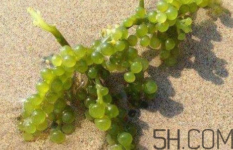 海葡萄有什么功效？海葡萄人工養(yǎng)殖條件