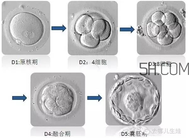 試管嬰兒有什么風(fēng)險(xiǎn)？試管嬰兒長大后的弊端