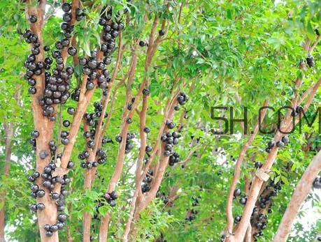 嘉寶果怎么吃？嘉寶果什么時(shí)候種植