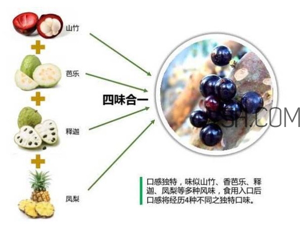 嘉寶果怎么吃？嘉寶果什么時(shí)候種植