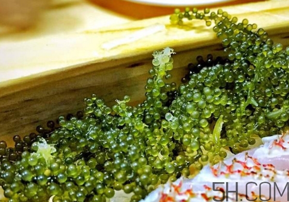 海葡萄有什么功效？海葡萄人工養(yǎng)殖條件