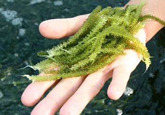 海葡萄怎么保存？海葡萄都有那些吃法