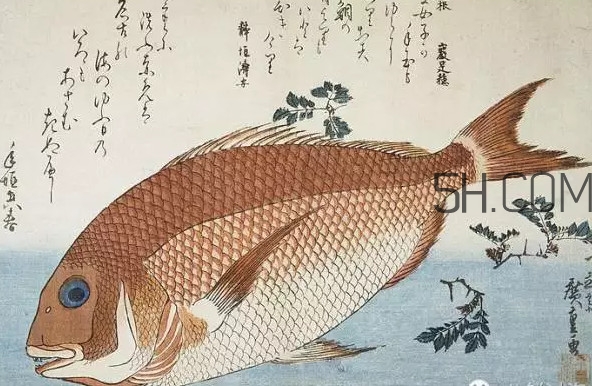 鯛魚(yú)是什么魚(yú)？鯛魚(yú)是什么樣子的
