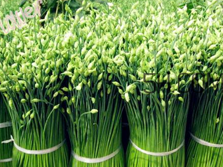 來月經(jīng)可以吃韭菜嗎？韭菜花的腌制方法