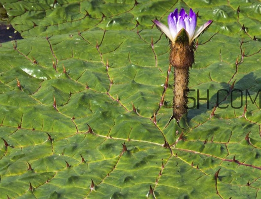 芡實是蓮子嗎？芡實是長在哪里的