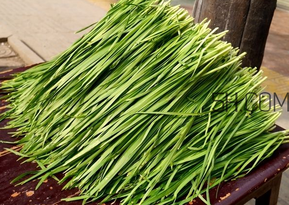 立秋后可以種韭菜嗎？怎樣種韭菜？