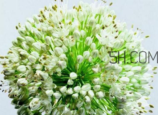 什么人不能吃韭菜花？肝火旺可以吃韭菜嗎？