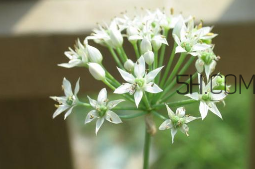 什么人不能吃韭菜花？肝火旺可以吃韭菜嗎？