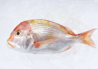 鯛魚是什么魚？鯛魚是什么樣子的