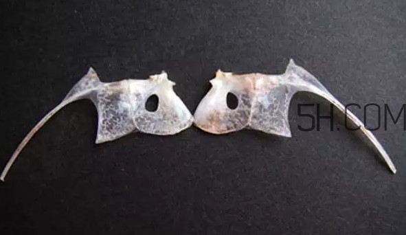 鯛魚(yú)是什么魚(yú)？鯛魚(yú)是什么樣子的