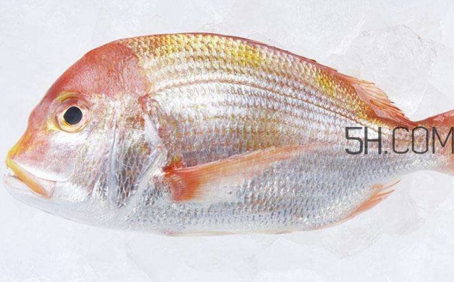 鯛魚(yú)是什么魚(yú)？鯛魚(yú)是什么樣子的