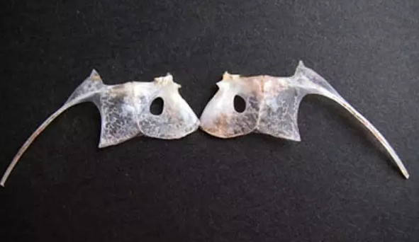 鯛魚多少錢一斤？鯛魚魚骨有什么營養(yǎng)價值