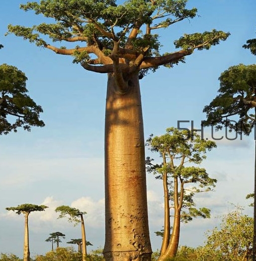 猴面包樹和面包樹是同一種植物嗎？猴面包樹能在北方種植嗎