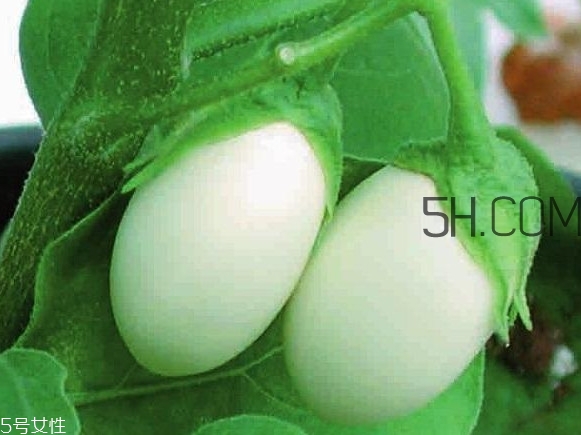 蛋樹可以種植嗎？蛋樹苗哪里可以買到
