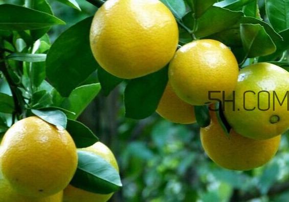皇帝柑是哪里的特產(chǎn)？皇帝柑是熱性還是涼性？