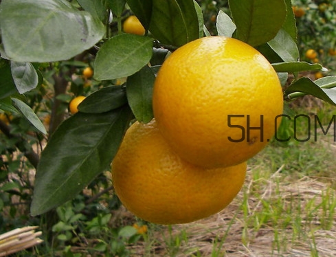 皇帝柑什么時(shí)候成熟？皇帝柑什么人不能吃