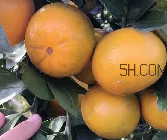 種皇帝柑1棵成本多少？皇帝柑怎么種植