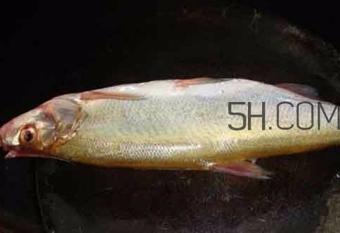 刁子魚是什么魚？刁子魚是翹嘴鲌嗎
