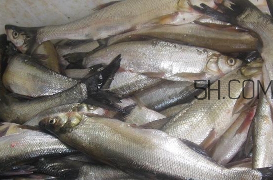 刁子魚是淡水魚嗎？刁子魚怎么釣