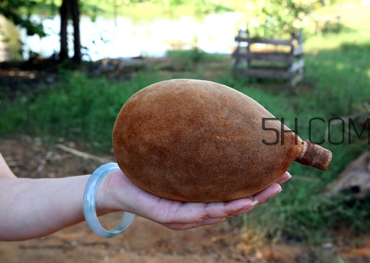 猴面包樹和面包樹是同一種植物嗎？猴面包樹能在北方種植嗎