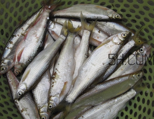 刁子魚是什么魚？刁子魚是翹嘴鲌嗎