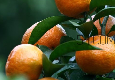 皇帝柑是哪里的特產(chǎn)？皇帝柑是熱性還是涼性？