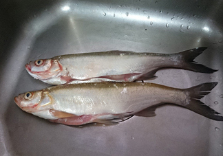 刁子魚是淡水魚嗎？刁子魚怎么釣