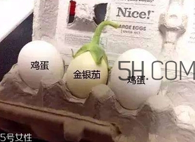 蛋樹可以種植嗎？蛋樹苗哪里可以買到