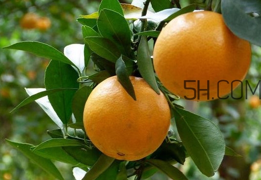 貢柑什么時(shí)候上市？貢柑什么時(shí)候放秋梢